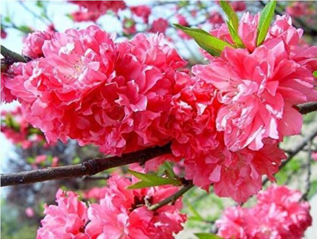 20PCS Dark Pink Azalea Seeds
