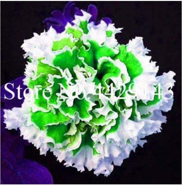 100PCS Petunia Seeds Purple White Green Damask Big Double Flowers