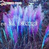 300PCS Pampas Grass Seeds Purplish Red Ornamental Plants