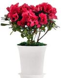 100PCS Japanese Azalea Seeds Dark Red Rhododendron Azalea Flowers