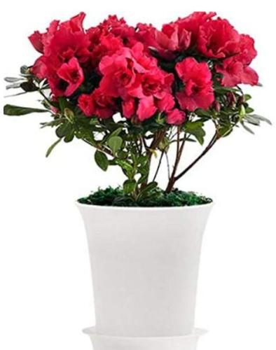 100PCS Japanese Azalea Seeds Dark Red Rhododendron Azalea Flowers