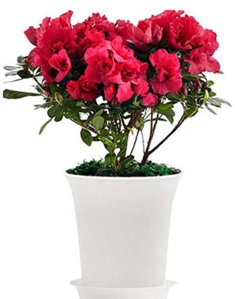 100PCS Japanese Azalea Seeds Dark Red Rhododendron Azalea Flowers