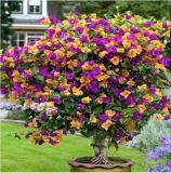 100PCS Bougainvillea Seeds Colorful Bougainvillea Spectabilis Willd Plant