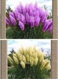 100PCS Mixed Yellow Purple Pampas Grass Seeds Ornamental Garden Planting