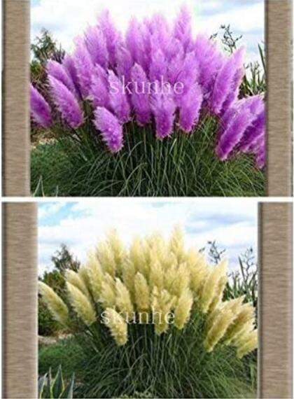 100PCS Mixed Yellow Purple Pampas Grass Seeds Ornamental Garden Planting