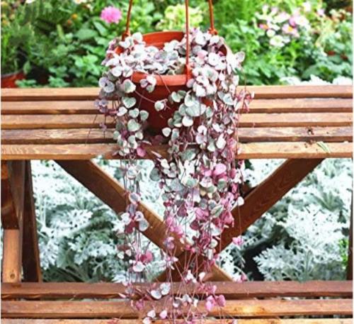 100PCS Ceropegia Seeds Succulent Hanging Bonsai Plants