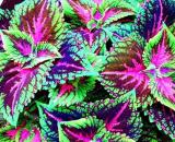 50PCS Janpanse Colorful Coleus Seeds 'Rainbow Dragon' Herbs