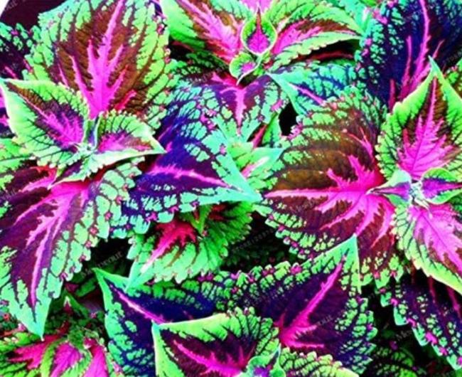 50PCS Janpanse Colorful Coleus Seeds 'Rainbow Dragon' Herbs