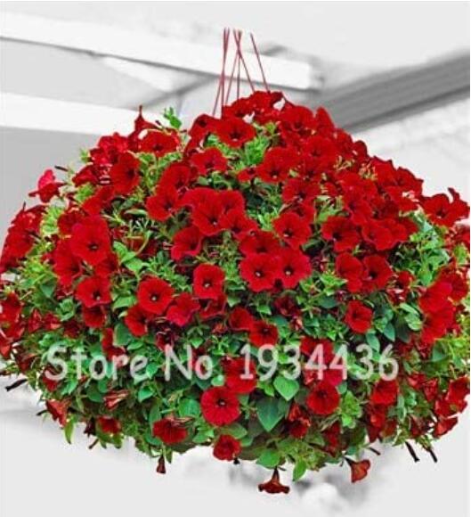 300PCS Hanging Petunia Seeds Fire Red Big Flowers