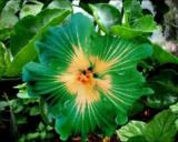 100PCS Green Hibiscus Seeds
