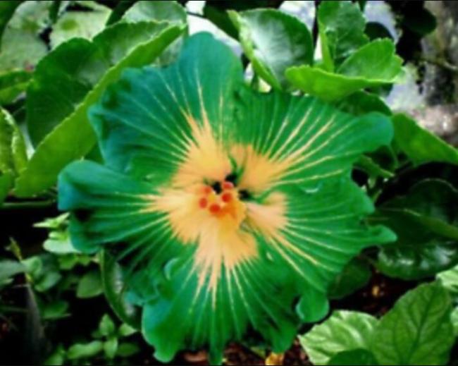 100PCS Green Hibiscus Seeds