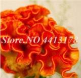 100PCS Dwarf Plumed Cockscomb Seeds Balcony Garden Annial Flowers