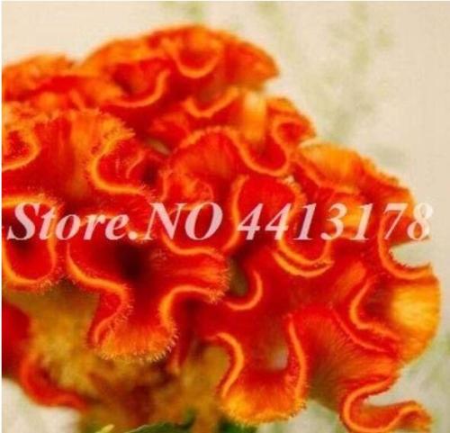 100PCS Dwarf Plumed Cockscomb Seeds Balcony Garden Annial Flowers