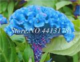 100PCS Dwarf Plumed Cockscomb Seeds Balcony Garden Annial Flowers