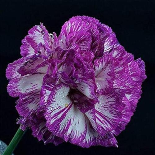 100PCS Colorful Carnations Seeds Dianthus Caryophyllus Cut Flowers