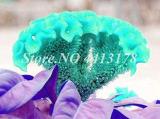 100PCS Dwarf Plumed Cockscomb Seeds Balcony Garden Annial Flowers
