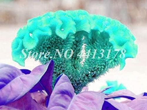 100PCS Dwarf Plumed Cockscomb Seeds Balcony Garden Annial Flowers