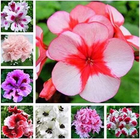 30PCS Mixed 8 Colors of Geranium Seeds