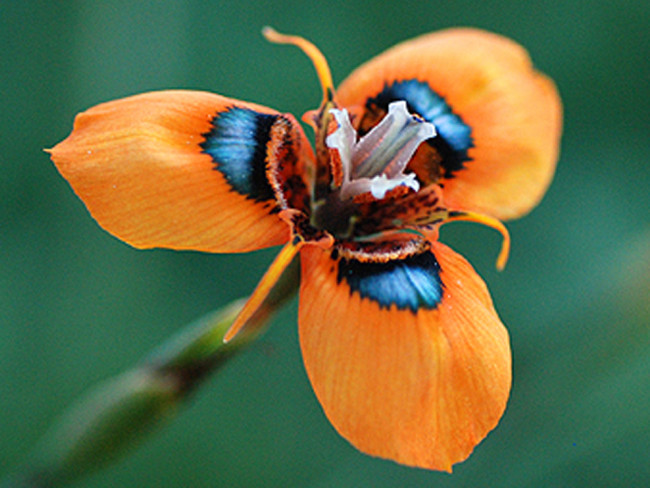 Rare Moraea Tulbaghensis Flower Seeds South Africa Flowers Orange Open Petals with Black Blue Centre