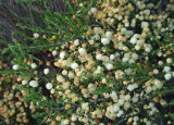 5PCS ACACIA orbifolia Seeds