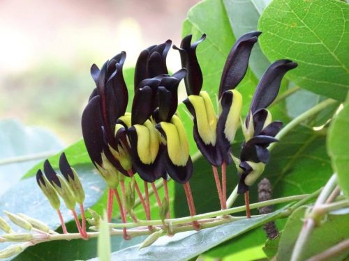 5PCS KENNEDIA nigricans Seeds Black Coral Pea Ornamental Flowers