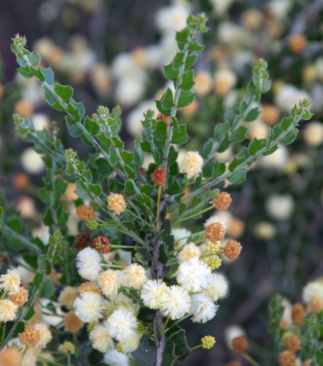 5PCS ACACIA orbifolia Seeds