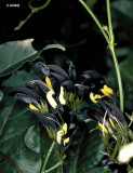5PCS KENNEDIA nigricans Seeds Black Coral Pea Ornamental Flowers