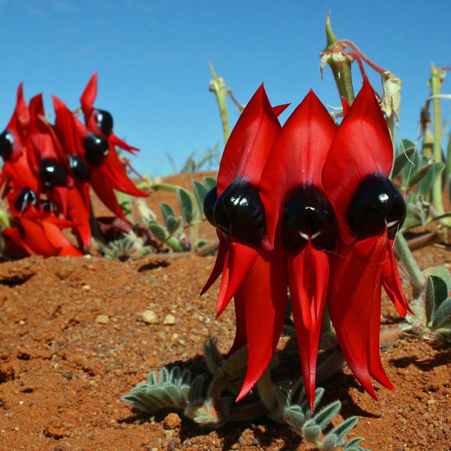 5PCS SWAINSONA formosa Seeds Sturt’s Desert Pea