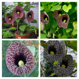 1PC Aristolochia elegans Seed