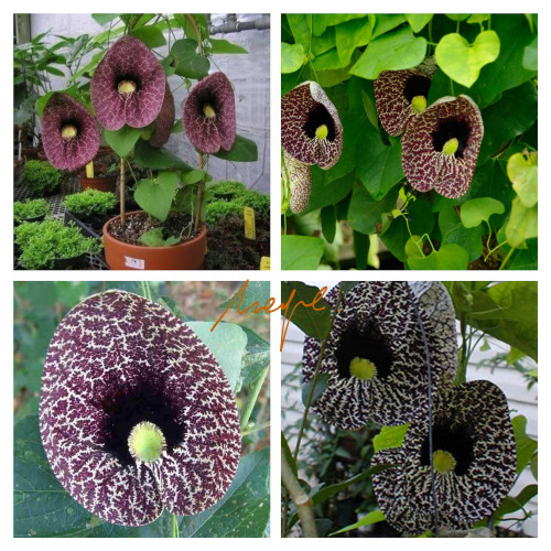 1PC Aristolochia elegans Seed