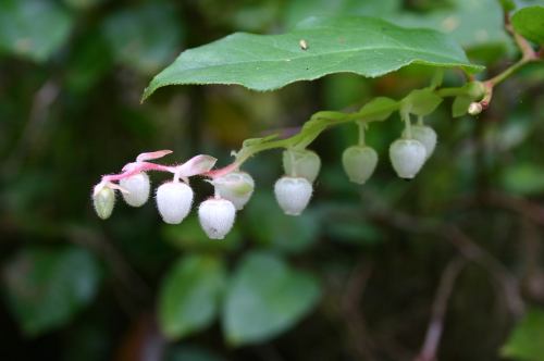 5PCS Gaultheria hispida Seeds Snowberry