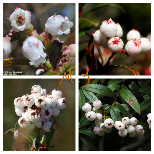 5PCS Gaultheria hispida Seeds Snowberry