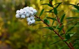 5PCS Gaultheria hispida Seeds Snowberry