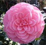 10PCS Camellia Flowers Seeds Light Pink Colors