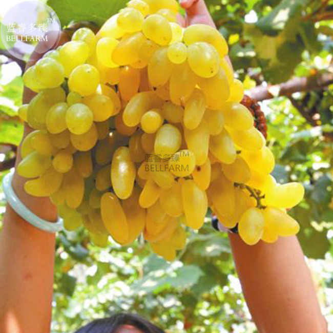 100PCS Golden Green Sweet Grape Organic Seeds