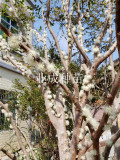 1PC Jabuticaba Fruit Seed Brazilian Grape Tree Seed (all sprouted, we removed it first)