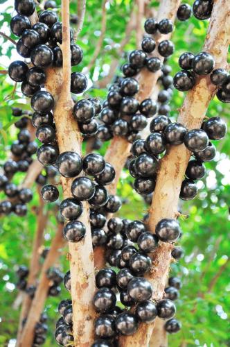 1PC Jabuticaba Fruit Seed Brazilian Grape Tree Seed (all sprouted, we removed it first)