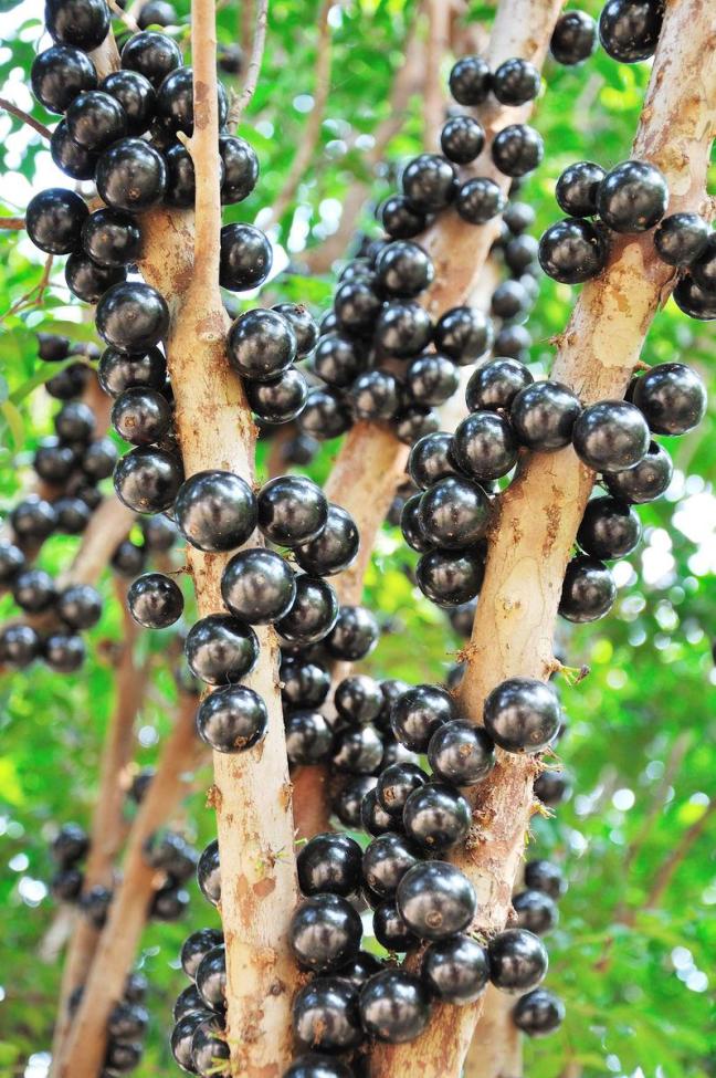 1PC Jabuticaba Fruit Seed Brazilian Grape Tree Seed (all sprouted, we removed it first)