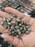 1PC Jabuticaba Fruit Seed Brazilian Grape Tree Seed (all sprouted, we removed it first)