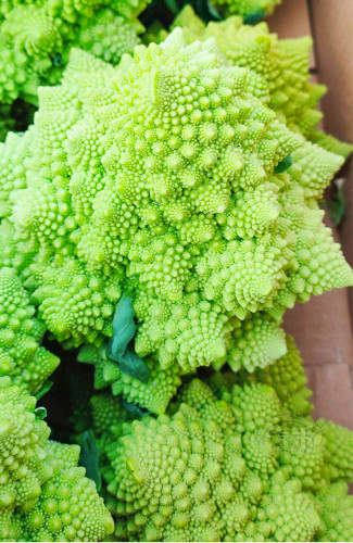 100PCS Roman Broccoli Seeds Vegetables