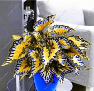 100PCS Japanese Coleus Seeds