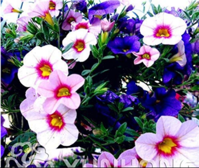100PCS Mini Calibrchoa Million Bells Petunia Seeds