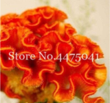 300PCS Cockscomb Flowers Seeds Dark Orange Color