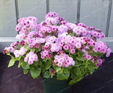 100PCS Ageratum Conyzoides Flowers Seeds Rose Red Pink 2-IN-1 Colors Flowers