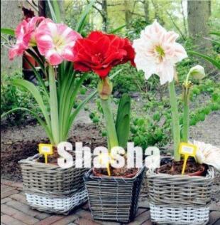 100PCS Mixed Amaryllis Seeds Red White Pinkish-White Mix Colors