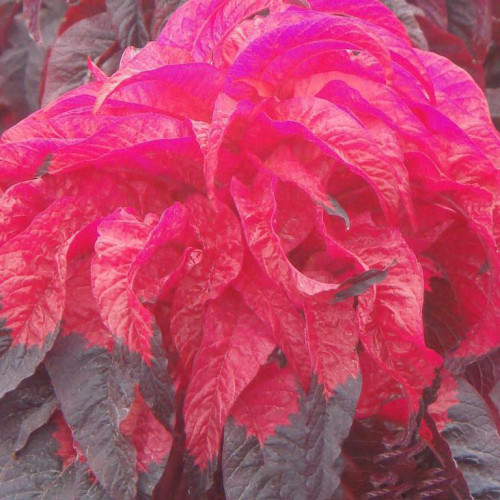 200PCS Amaranthus Tricolor Seeds Tri-color (Dark Red)