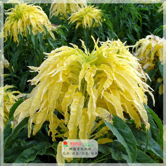 200PCS Amaranthus Tricolor Seeds (Bright Yellow Green)