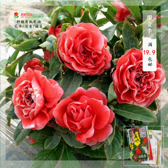 50PCS Camellia impatiens Seeds Dark Red Double Flowers