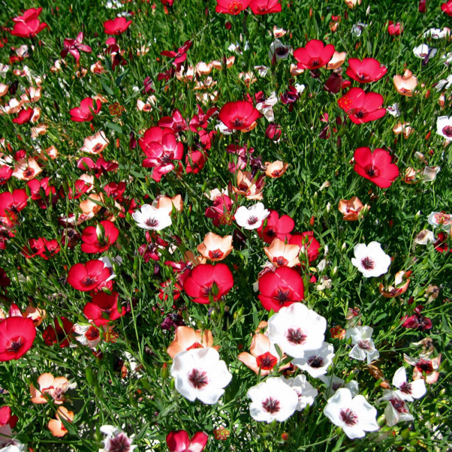 300PCS Linum usitatissimum Seeds Mixed Flower Seeds