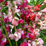 50PCS Impatiens balsamina Seeds Mixed Colors Single Petals